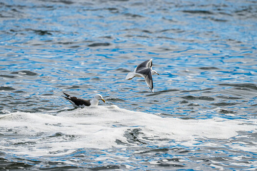 DSC_0683.jpg