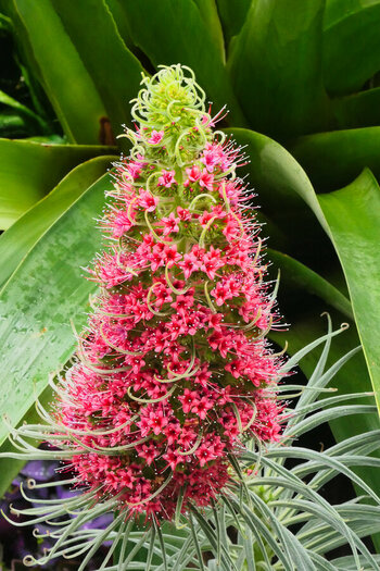 BromelieRosaKerzeHochformatV5.jpg