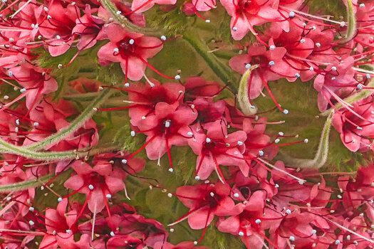BromelierosaBlütenGrossDetailV5FINFINFIN.jpg