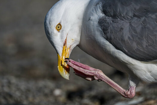 DSC_0779.jpg