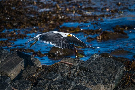 DSC_0768-2.jpg