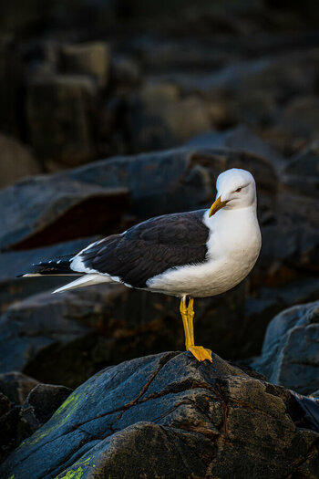 DSC_1108.jpg