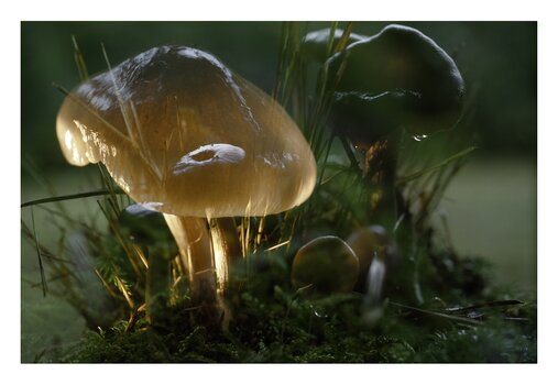 Detailaufnahme aus „Flowers and Mushrooms“ von Fischli & Weiss mit organischen Formen und intensiven Naturfarben. Detailaufnahme aus „Flowers and Mushrooms“ von Fischli & Weiss mit organischen Formen und intensiven Naturfarben.