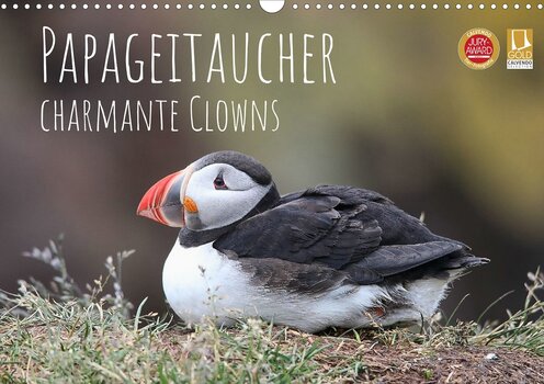 Ein charmanter Papageitaucher auf den rauen Klippen Islands im sanften Licht der Mitternachtssonne.