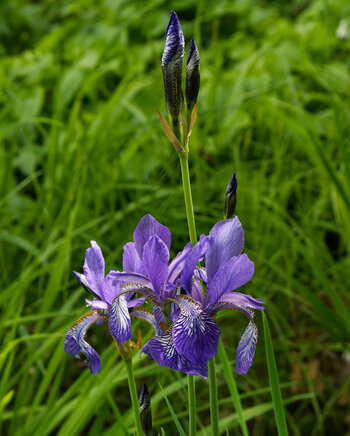 DSC_1587-DxO_DeepPRIME XD2s_DxO.jpg