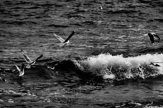DSC_0690.jpg