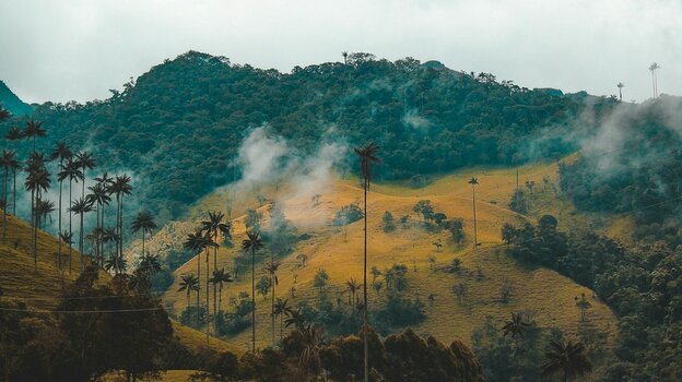 Nebelschwaden über grünen Hügeln im Valle de Cocora in Kolumbien mit hohen Wachspalmen vor bewaldeten Berghängen.