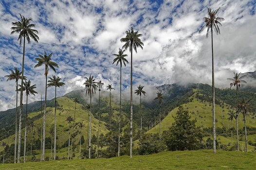 Hohe Quindío-Wachspalmen im Valle de Cocora in Kolumbien vor grünen Andenhügeln und tiefhängenden Wolken.