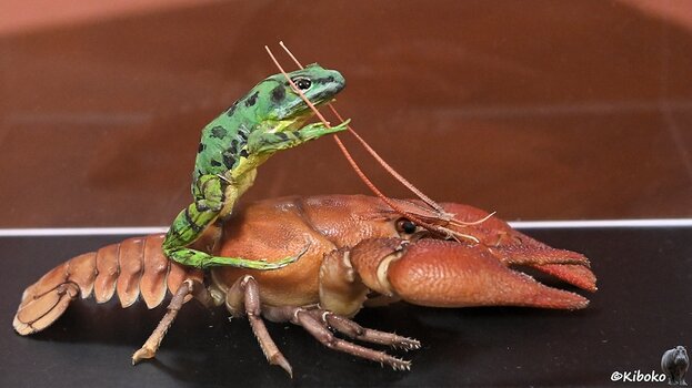 s260502_1310_EstavayerDeLac_Froschmuseum_2052.jpg
