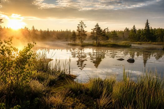Goldene Morgenstimmung an einem ruhigen Moorsee mit leichtem Nebel, spiegelnder Wasseroberfläche, Schilf und kleinen Bauminseln in natürlicher Landschaft.