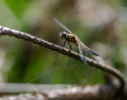 DSC_2319-2.jpg