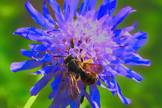 BlumeBlaumInsektmFlügelZWEIV5AUSSCHNITT.jpg