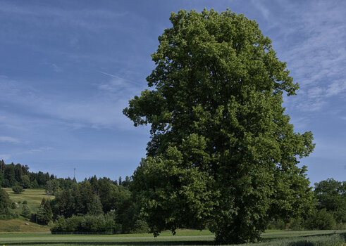 DSC_6914.f.jpg