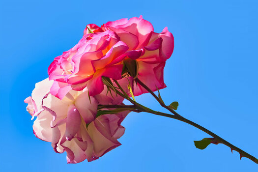 RosenpaarSeitlichgegenHimmelblauV5FINFINFIN.jpg