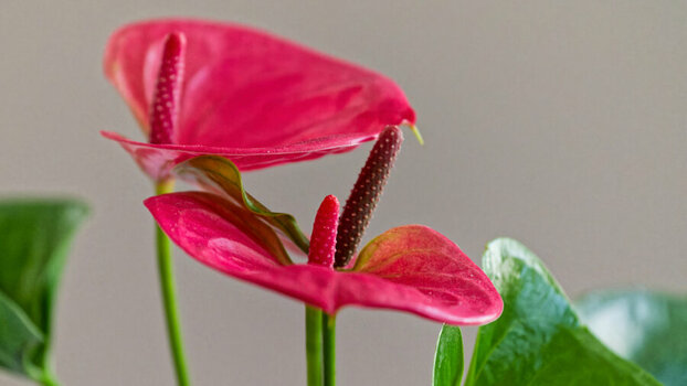 DSC_0543_DxO1_DxO1.jpg