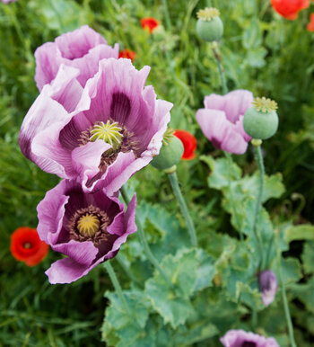 DSC_0377_DxO.jpg