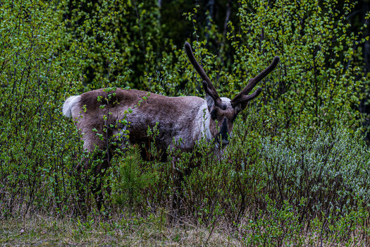 DSC_2040-2.jpg