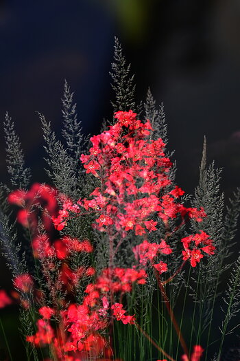 WRU_7318_900.JPG