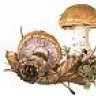 Boletus