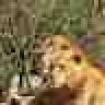 SabiSabi