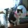 dreamcat