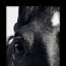 Blackbeauty