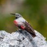 Alpenvogel