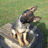 Dogdiver