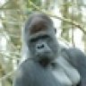 FerdiB