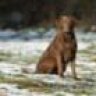Foto&Hund