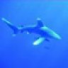 Longimanus