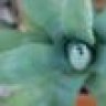 Dudarude