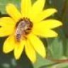woelffchen