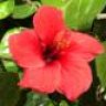 Hibisca
