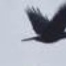 viento