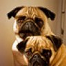 Dr Mops