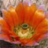 echinocereus