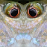 Ambony