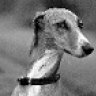 Greyhoundart