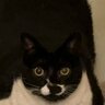 ramibo