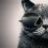 Coolcat