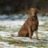 Foto&Hund