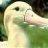 Albatrosacht