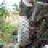 Lorenz