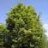 Beech