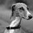 Greyhoundart