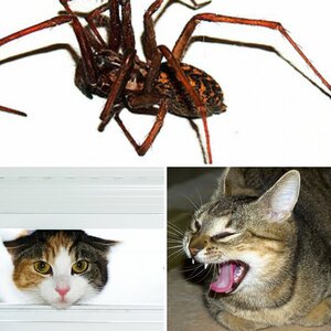 Tiere