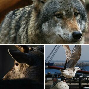Tiere