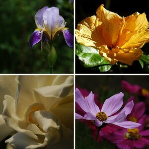 Blumen