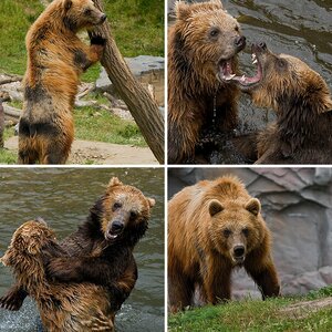 Tiere